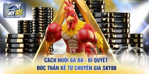 Cách nuôi gà đá